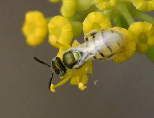 Nomioides facilis